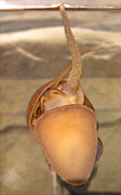 وصل نبات Pomacea canaliculata، الذي يُرى من خلال الزجاج، إلى سطح الماء بواسطة سيفونه للتنفس بالهواء.