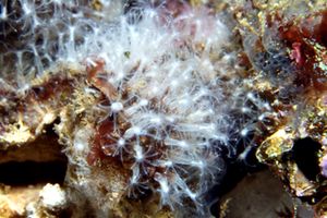 Cornularia cornucopiae، كورنولاريد