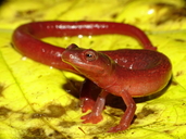 Bolitoglossa cathyledecae في مقاطعة شيريكي، بنما