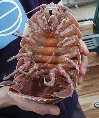 قد يصل طول قمل الخشب العملاق (Bathynomus giganteus) إلى 0.76 متر (2 قدم 6 بوصات).