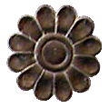 زنبق الماء