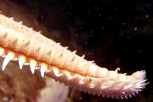طرف الذراع من Astropecten aranciacus