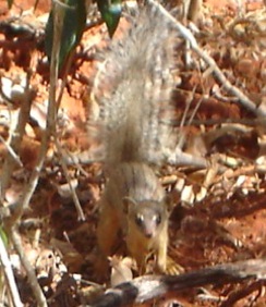 النمس المخطط ضيق الخطوط (Mungotictis decemlineata) في كيريندي