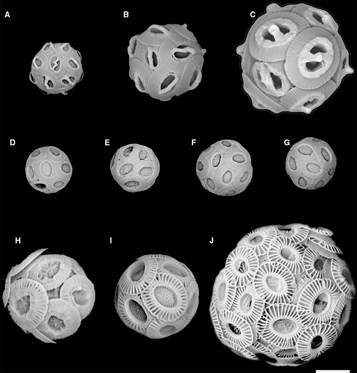تتوافق صور SEM مع رسومات الكوكوليث في الرسم التخطيطي السابق (A) Gephyrocapsa ericsonii RCC4032 (B) Gephyrocapsa muellerae (C) Gephyrocapsa Oceanica (D) Reticulofenestra parvular RCC4033؛ (E) شبكي شبكي بارفولار RCC4034؛ (F) ريتيكولوفينسترا بارفولار RCC4035؛ (G) شبكي شبكي بارفولار RCC4036؛ ( H ) Emiliania huxleyi morphotype R ؛ (I) Emiliania huxleyi morphotype A؛ (J) إميليانيا هوكسلي مورفوتيب ب.