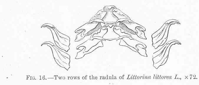 FMIB 48521 صفان من مِبْرَدَة لـ Littorina littorea L