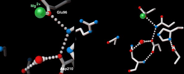رسوم متحركة لإنزيم APEndonuclease