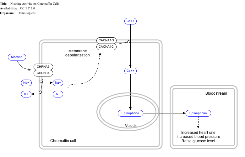 نشاط النيكوتين على خلايا الكرومافين_WP1603