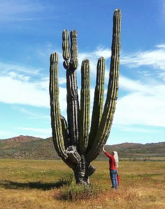 نبات طويل يشبه الشجرة (Pachycereus pringlei)