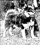 صورة لـ D'Urville في حفل زفاف ماوسون وباكيتا ديلبرات، 31 مارس 1914