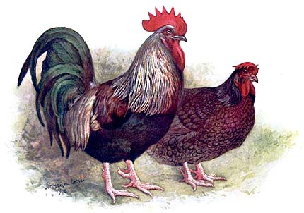 جائزة دارك دوركينغز