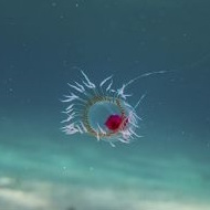 يحقق نبات Turritopsis dohrnii الخلود البيولوجي عن طريق نقل خلاياه إلى مرحلة الطفولة.