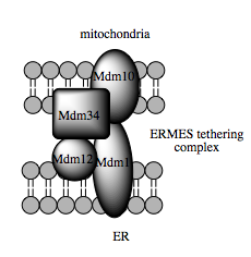 مجمع ربط ERMES.