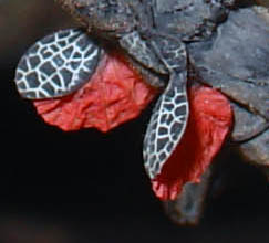 عرض Deimatic للphasmid Peruphasma schultei