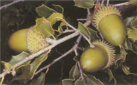 ثمار بلوط Quercus coccifera