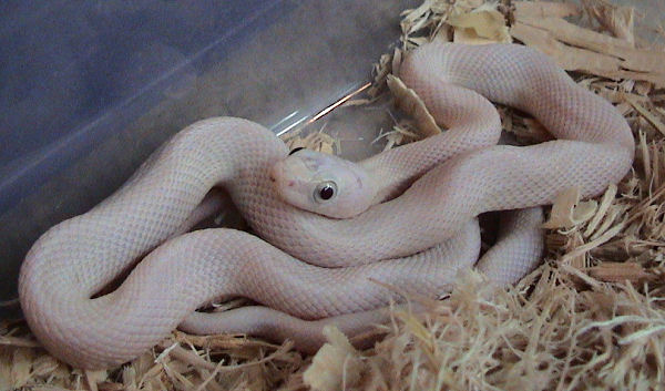 ثعبان الفئران ليوستيك تكساس (Pantherophis obsoletus)