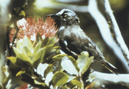 كاواي ʻōʻō