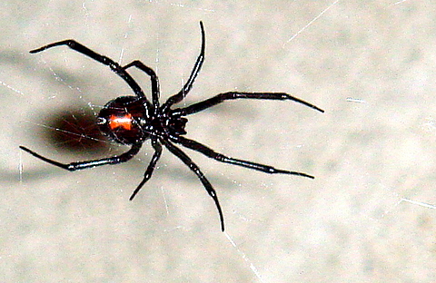 عنكبوت الأرملة السوداء، أو Latrodectus، غالباً ما تأكل إناثه ذكورها بعد التزاوج. سم الأنثى أقوى بثلاث مرات على الأقل من سم الذكر، مما يجعل عضة الذكر للدفاع عن نفسه غير فعالة.