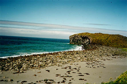 مستعمرة فقمات الفراء في جزيرة بوغوسلوف