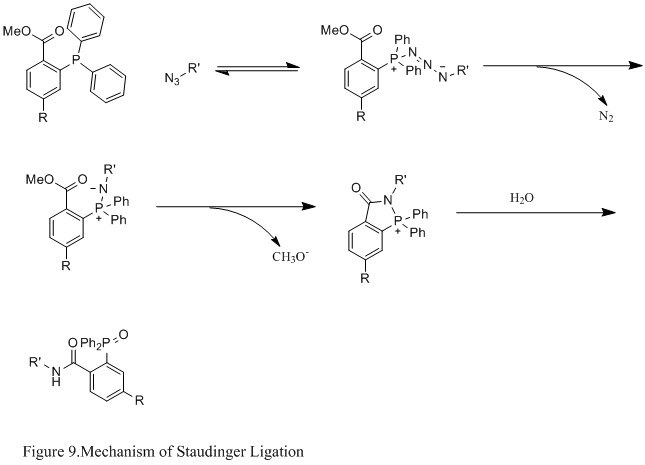 الشكل 9. آلية Staudinger Ligation.jpg