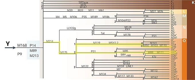 طفرة في الحمض النووي Y-DNA O2a1a و O1a2