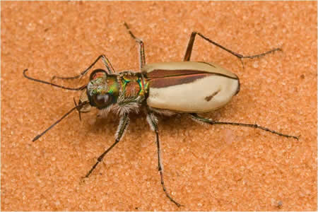 خنفساء النمر ذات الكثبان الرملية الوردية المرجانية (Cicindela albissima)