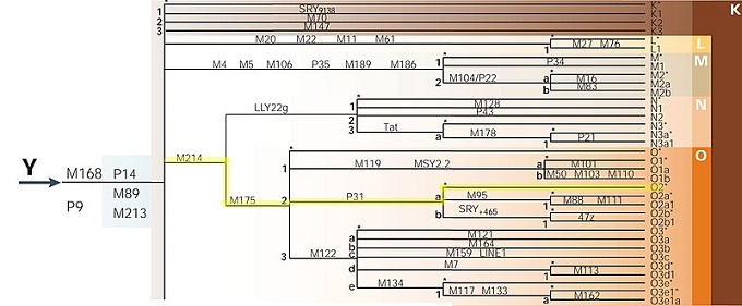 طفرة في الحمض النووي Y-DNA O2-P3