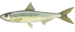 سردين المحيط الهادئ، Sardinops sagax caerulea