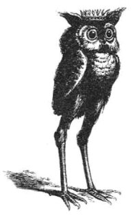 Stolas كما هو موضح في القاموس الجهنمي لكولين دي بلانسي.