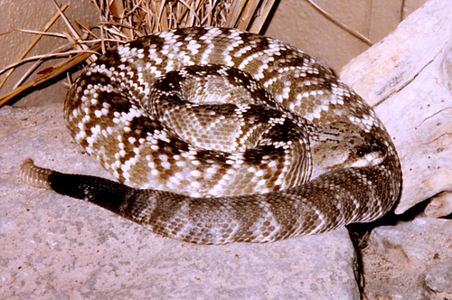الأفعى الجرسية ذات الذيل الأسود (Crotalus molossus)