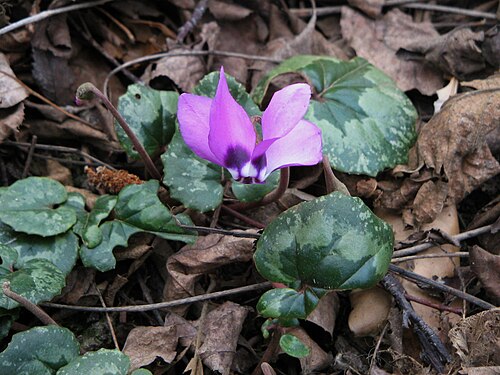 C. pseudibericum