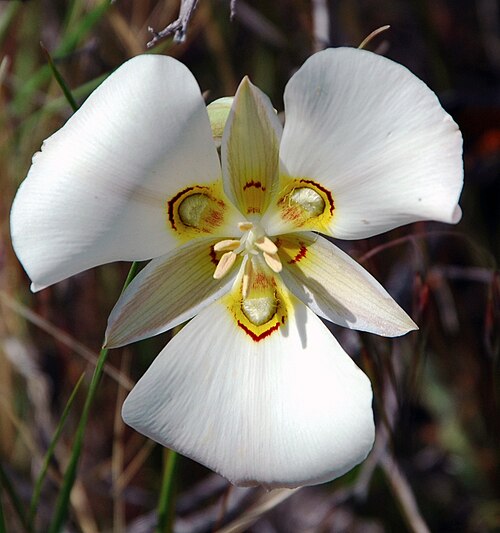 نبات Calochortus nuttallii بثلاث سبلات وثلاث بتلات