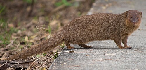 مانغوستا Pequeña asiática (Herpestes javanicus)