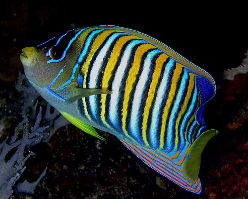 سمكة الملاك الملكية، Pygoplites diacanthus
