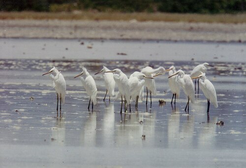 طائر البلشون الصيني (Egretta eulophotes)