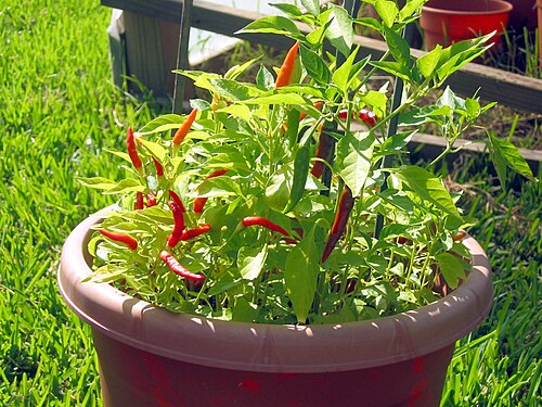 بيري بيري (C. frutescens 'الشيطان الأفريقي')