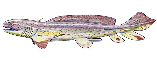 سمكة زينكانث Lebachacanthus senckenbergianus