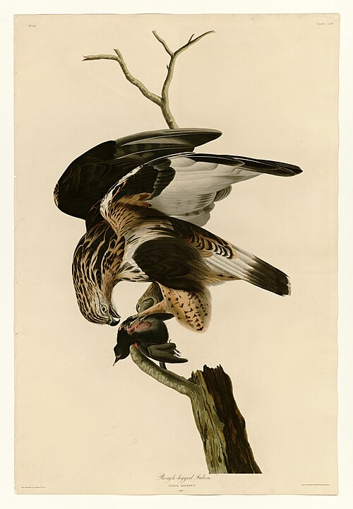 صقر ذو أرجل خشنة (Buteo lagopus)