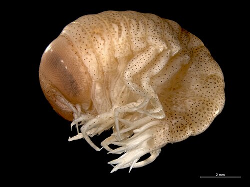 هايبيريا جالبا (Hyperiidea: Hyperiidae)