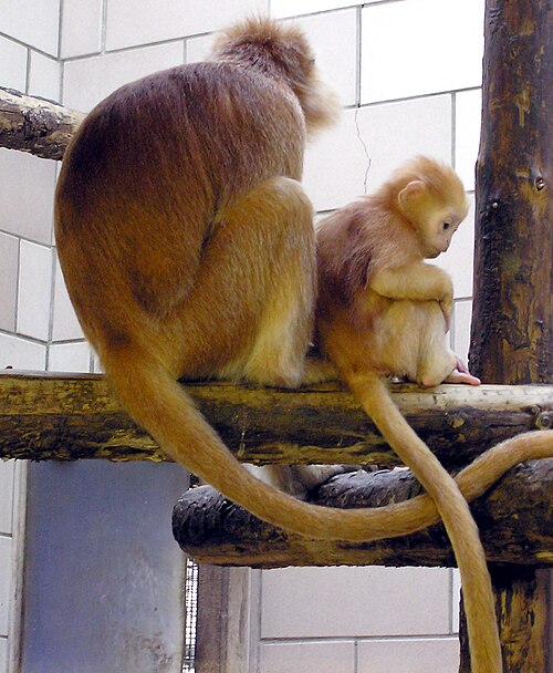 Javan lutung Trachypithecus auratus auratus (ضوء مورف) في حديقة حيوان بريستول