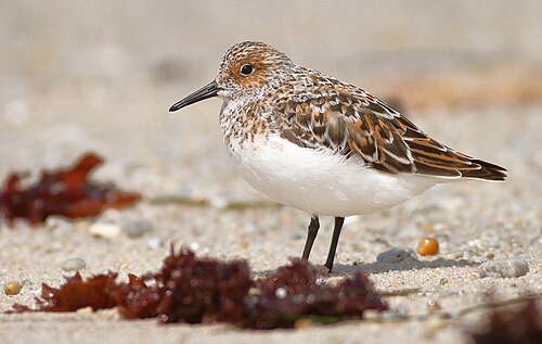 ساندرلينج في مونتيري، كاليفورنيا