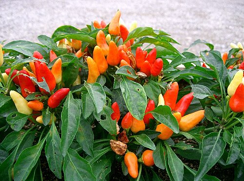 نبات الفلفل الحار (Capsicum annuum)، ذو ثمار متفاوتة النضج.