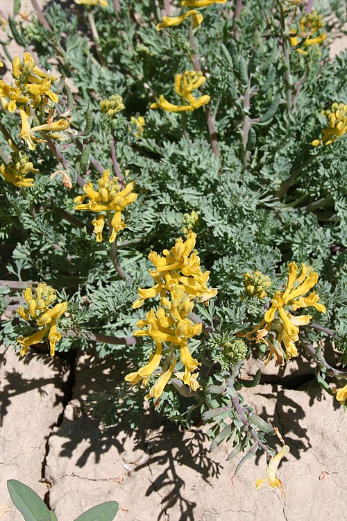 بيض مخفوق (Corydalis aurea)