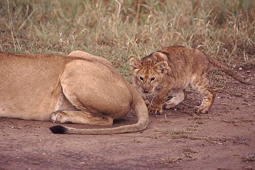الأسد (Panthera leo)