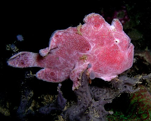 سمكة الضفدع المرقطة (Antennarius ocellatus)، من تيمور الشرقية. تتميز سمكة الضفدع بقدرتها على التمويه لتبدو كصخرة مغطاة بالطحالب أو الأعشاب البحرية؛ وهي تبقى بلا حراك وتنتظر فريستها لتأتي إليها.
