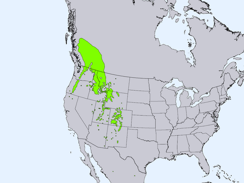 نطاق شجرة التنوب الإنجليزي (Picea engelmannii)