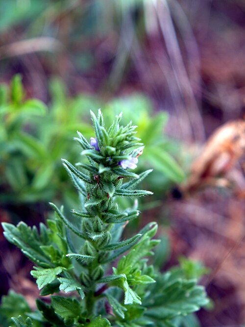 رعي الحمام كبير الكسر (V. bracteata)