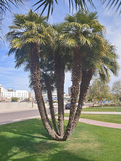 مجموعة قديمة جداً من شجيرات Chamaerops humilis في فينيكس، أريزونا