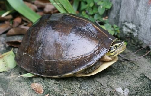 C. a. lineata من ميانمار