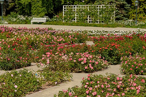 تعريشة في Doblhoffpark مع Rosarium، Baden bei Wien، النمسا السفلى، النمسا