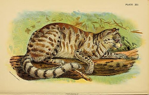 L. c. colocola. رسم توضيحي (1896)